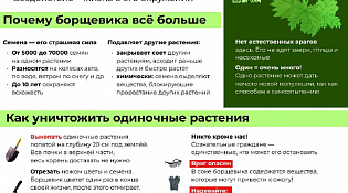 Осторожно Борщевик